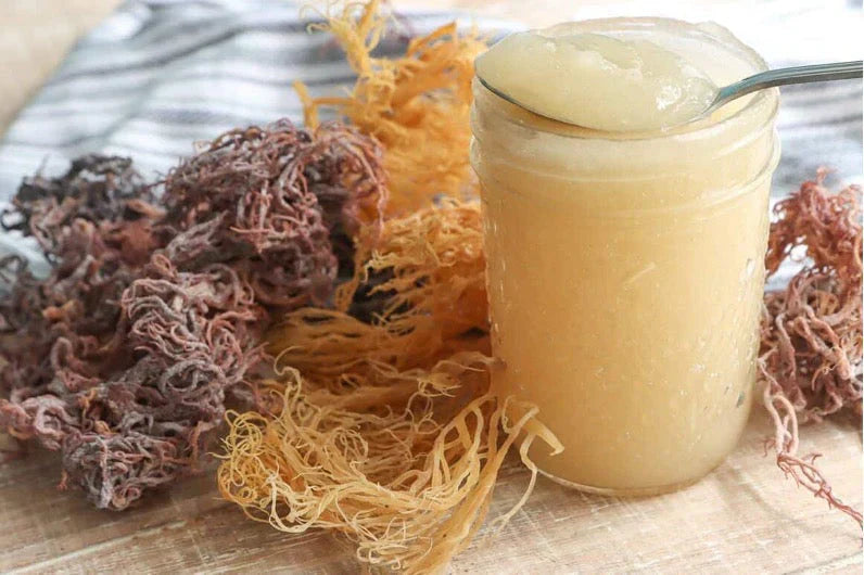Sea Moss Gel - Grundrecept