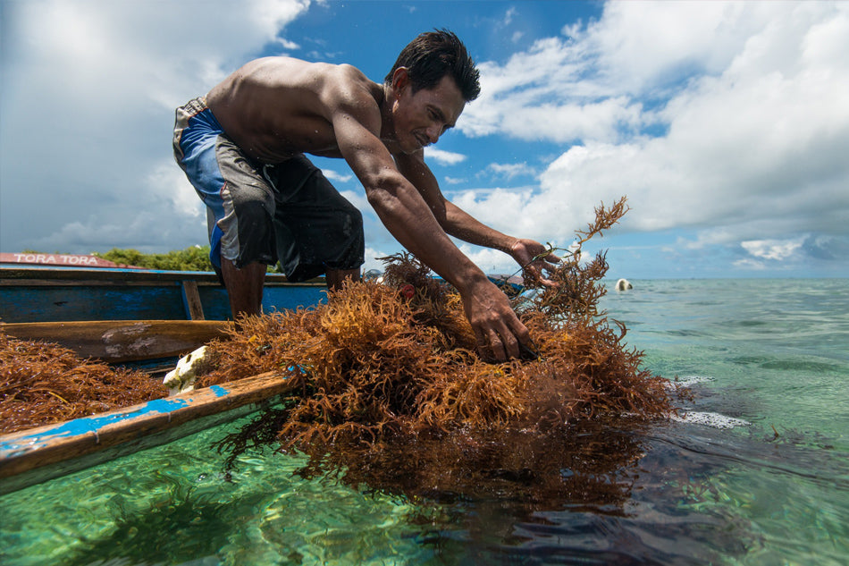 man-plockar-sea-moss