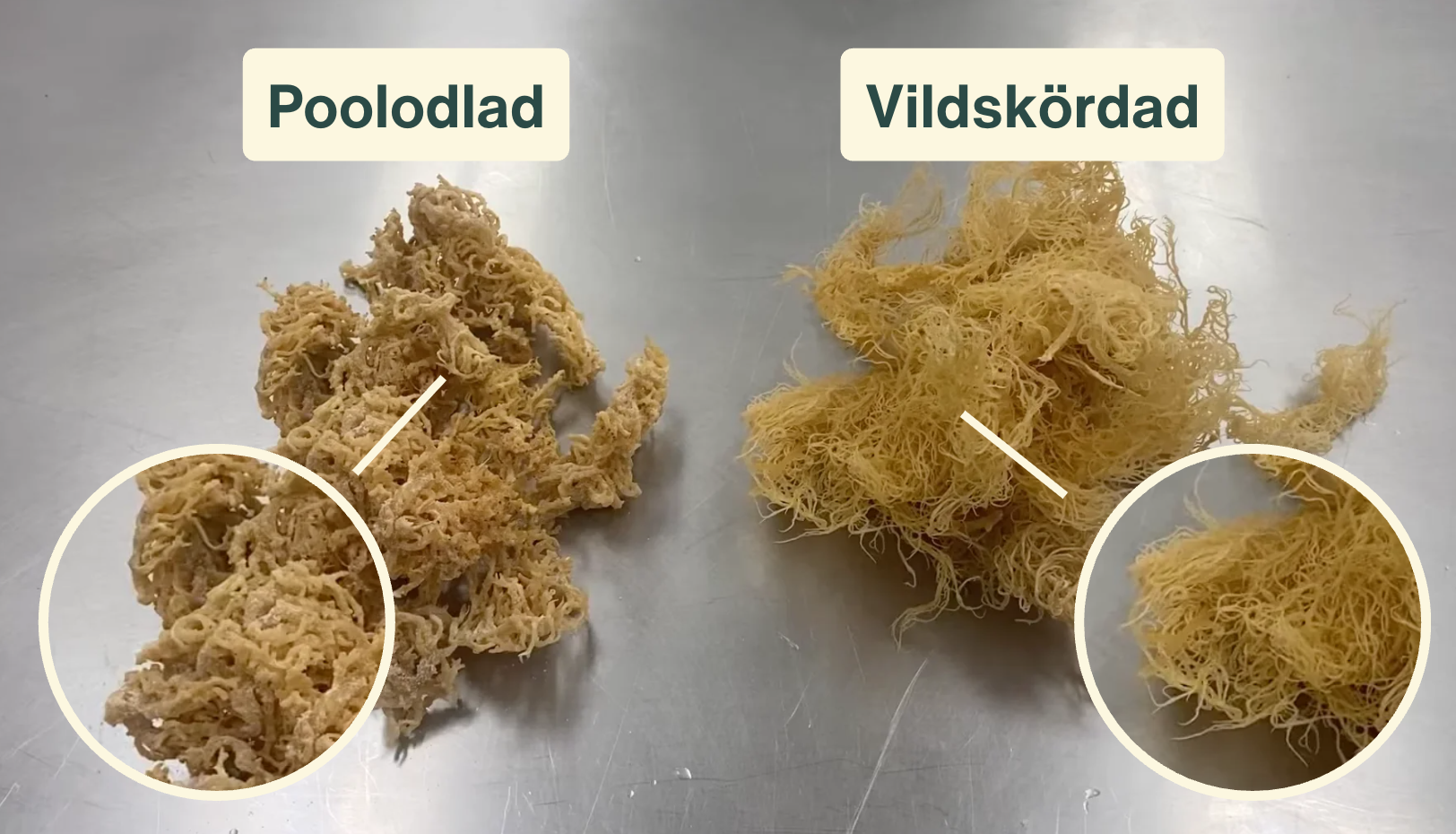 Är all Sea Moss likadan? Skillnaden på vildskördad och poolodlad